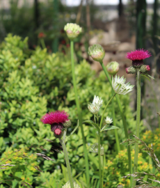 Gartenträume Freiburg