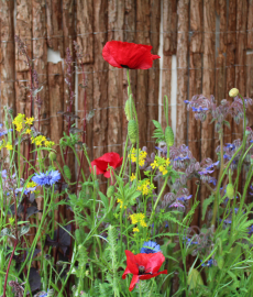 Gräflich Zeppelinsches Gartenfest