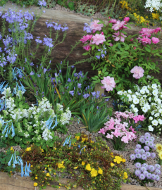 Frühling im Park