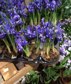 Biogartenmesse Freiburg