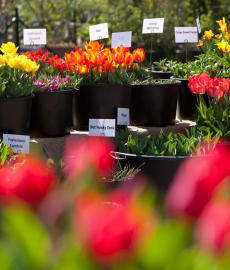 Gartenmarkt Späth’er Frühling 2017