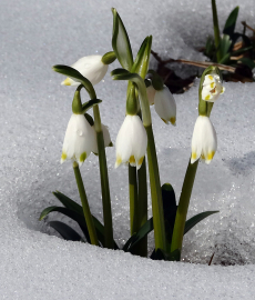 Schätze unterm Schnee - Raritätenbörse
