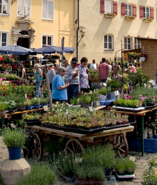 Fuchsien und Kräutermarkt Wemding