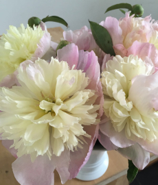 Augustinus Gartenfest