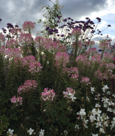 Haus- & Gartenträume SeeHotel Großräschen