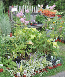 Herbstlicher Pflanzenmarkt Marburg
