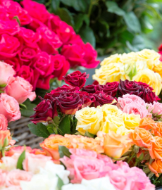 Heilbronner Rosenmarkt 2017