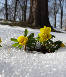 Schätze unterm Schnee - Raritätenbörse 2017