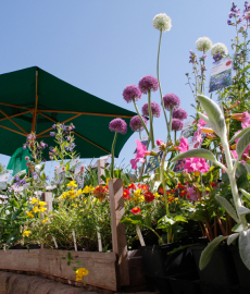 Steingadener Blütentage