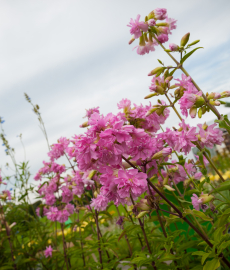 Herbstfestival Bernau