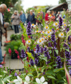 Traditionsfest mit grünem Markt