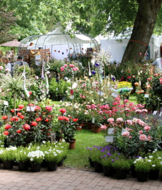 Gartenfestival LebensLust Hardegsen