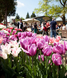 Gartenmarkt Späth’er Frühling
