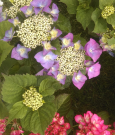 Gartenträume auf dem Landgut Krumme