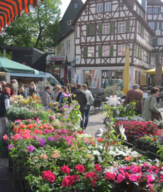 Blumenmarkt Mosbach