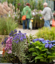 Traditionsfest in den Späth\'schen Baumschulen
