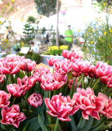 Frühjahrsmesse Garten & Ambiente Bodensee im Rahmen der IBO