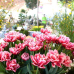 Frühjahrsmesse Garten & Ambiente Bodensee im Rahmen der IBO 2