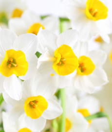 23. Freisinger Gartentage