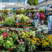 Gartenmarkt Sommer-Blüten-Träume 11