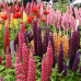 GardenLife 1