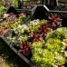 Majas Pflanzentage – Hardenberg Schlosspark 4