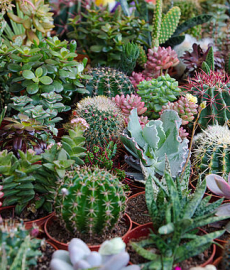 Pflanzenmarkt Sommer