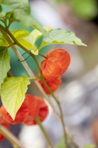 Herbstliche Gartenveranstaltung gesucht?