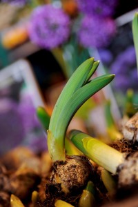 Garten-Blumen-Frühling Bad Salzuflen (3)