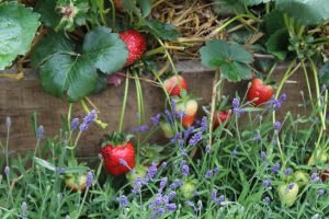 Gartenveranstaltung im Sommer