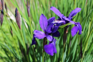 Wir freuen uns auf die Gartenveranstaltung im Frühling!