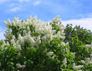 Eine Frühlingsveranstaltung läutet die Gartensaison ein!