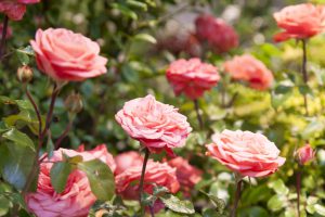 Unsere Gartenveranstaltung im Portrait