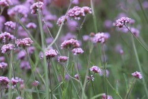 Gartenveranstaltung: Rosenmesse Kronach