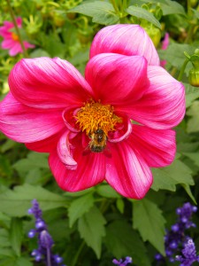 Gartenveranstaltung: Landpartie Engelskirchen