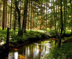 Schutzgemeinschaft Deutscher Wald