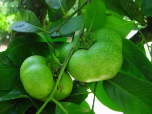 Schwarze Sapote