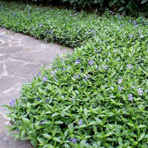 Vinca minor