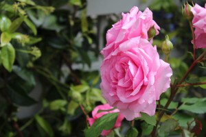 Besonders schöne essbare Blüten sind die der Rose