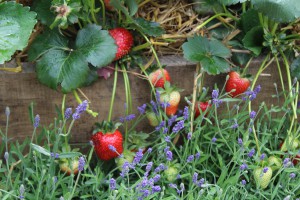 Erdbeeren pflanzen bis Mitte August!