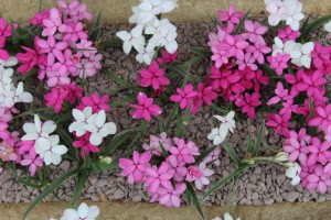 Gartenprimus ist eines unserer Partnerunternehmen