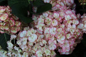 In allen Gärten gern gesehen: Die Hortensie