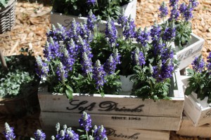 Schneckenbekämpfung mit Lavendel