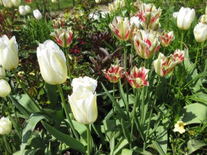 Machen sich super im Frühlingsgesteck: Weiße Tulpen