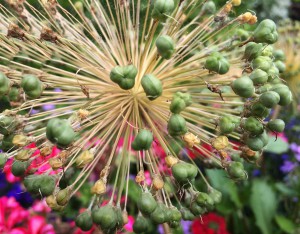 Farbenpracht bei der Landesgartenschau Eutin