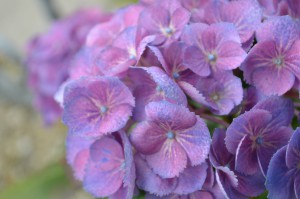 Blumen in Hülle und Fülle bei der Landesgartenschau Eutin 