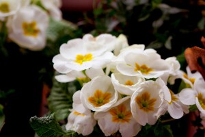 Garten-Blumen-Frühling Gießen (6)