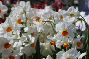 Frühlingsveranstaltung an Ostern: Landgeflüster Gut Emkendorf