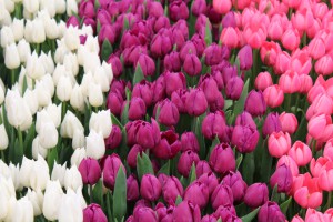 Chelsea Flower Show - Tulpen