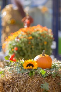 Gartenveranstaltung: Neuwieder Markttage